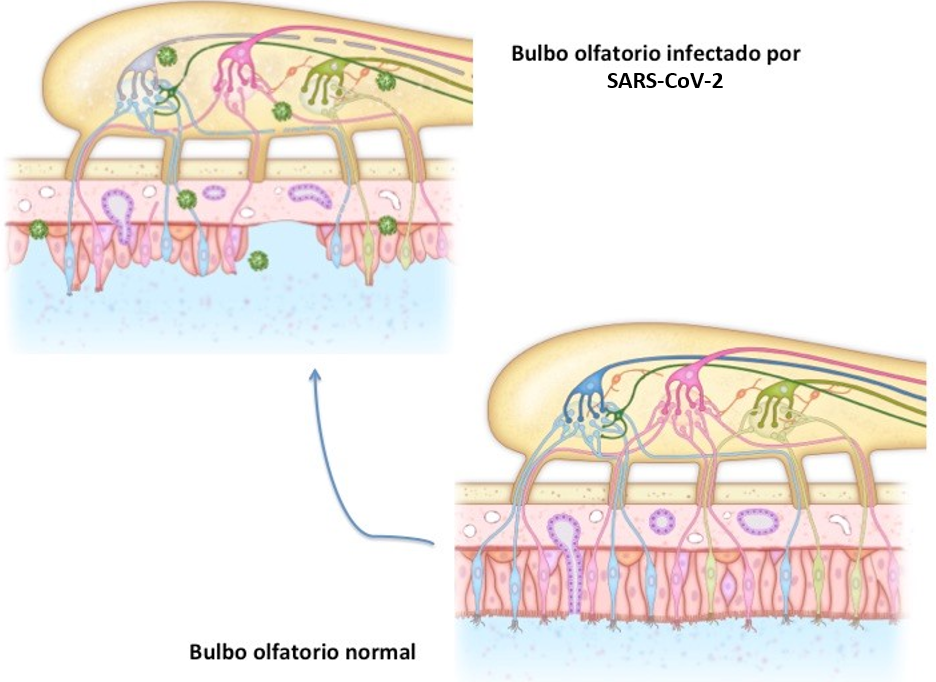 olfato-covi-19-teknon-barcelona