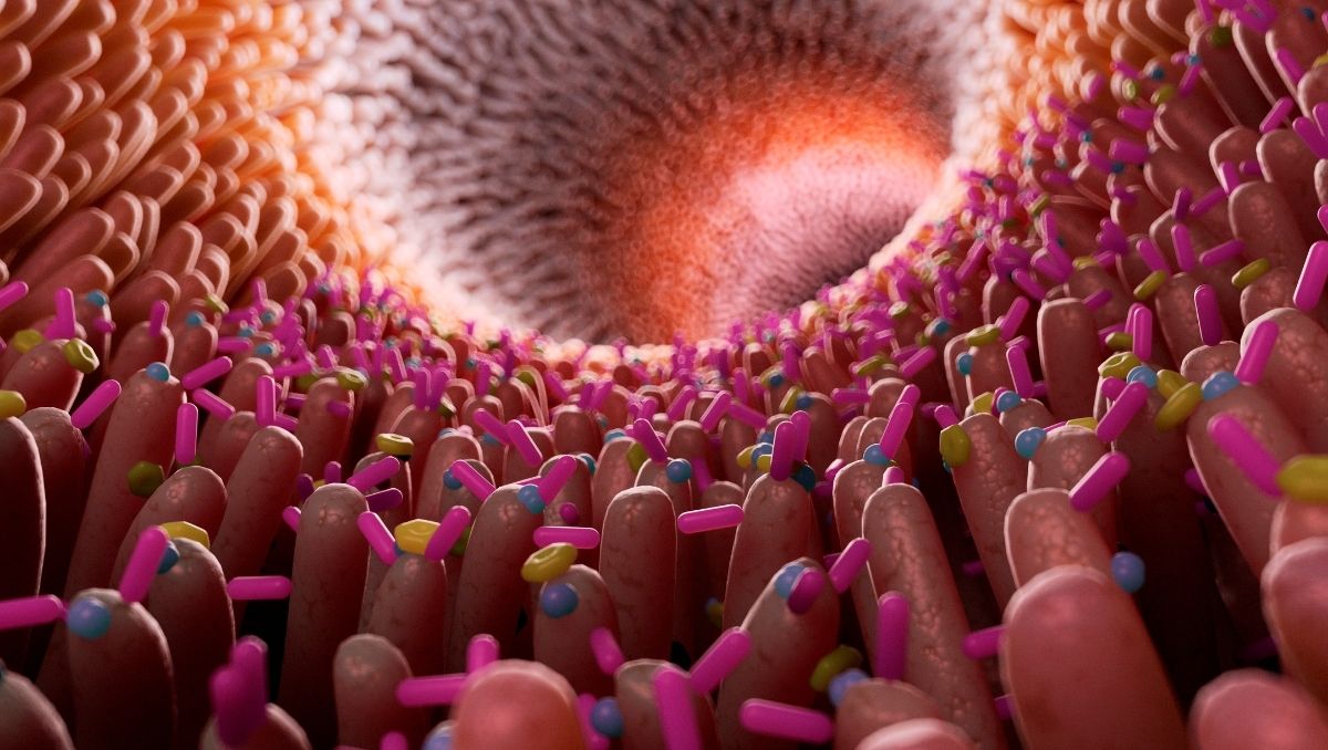 microbiota-intestinal