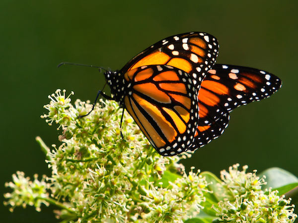 Mariposa