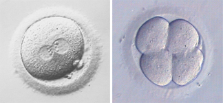 celulas