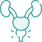 prostata-ico