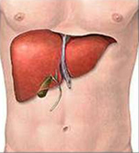 Elevación de las transaminasas