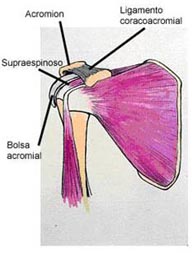 Manguito de los rotadores visión anterior con el tendón del supraespinoso situado en la parte superior