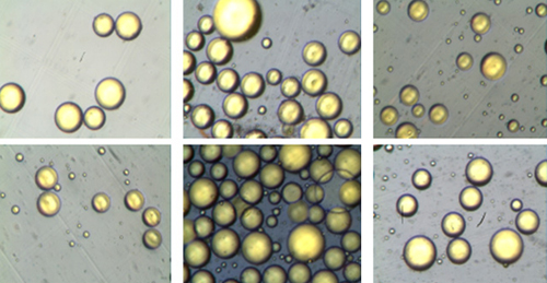 La Grasa Propia se postula como implante natural para la recuperación de patologías, reconstrucciones y estética