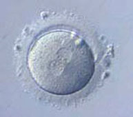 Óvulo-al-microscopio