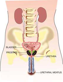 prostata