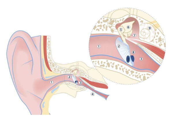 Ear-Diagram