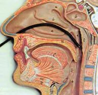Endoscopia nasal