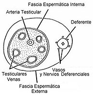 Anestesia