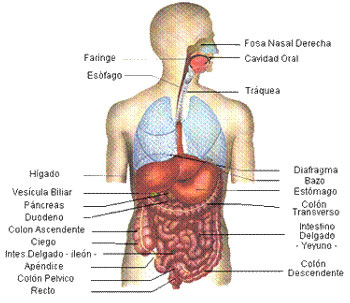 Dolor abdominal