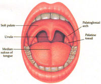 Cancercabezacuello_Cuatro