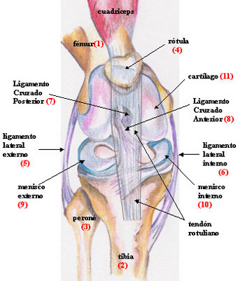 Rodilla 2