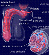 Anatomia funcional
