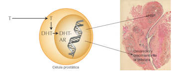Tratamiento Hormonal_2