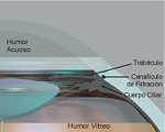 Filtración normal del líquido intraocular1