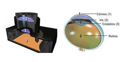 Comparación entre los elementos que forman una cámara fotográfica y un ojo humano
