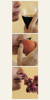 olfato y gusto2