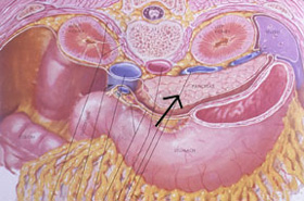 Páncreas normal