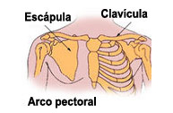 Fracturas de la escápula
